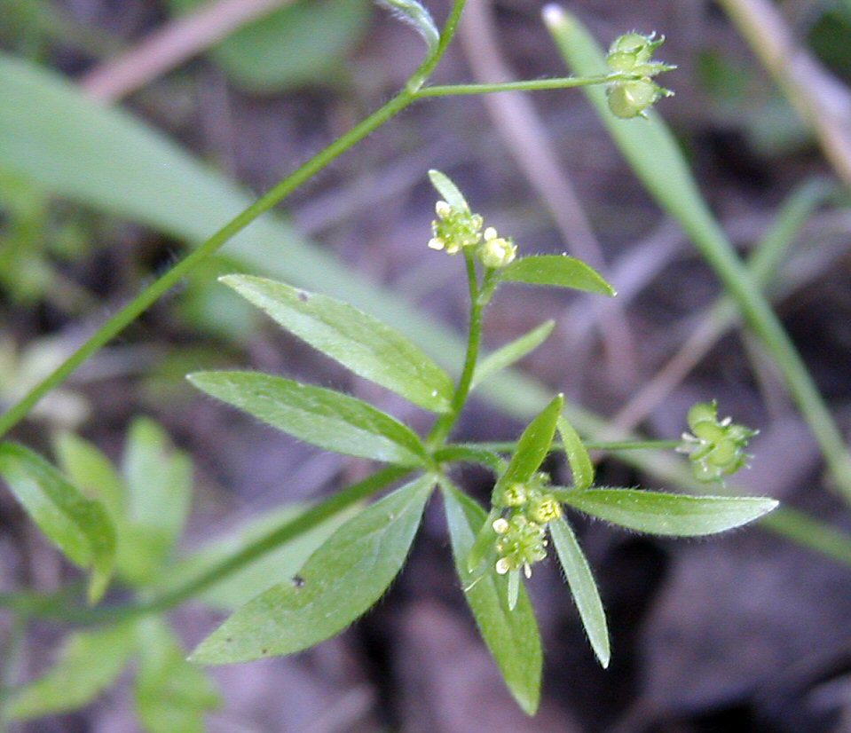 Image of delicate buttercup