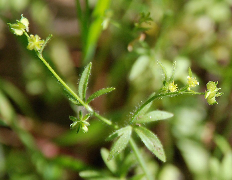 Image of delicate buttercup