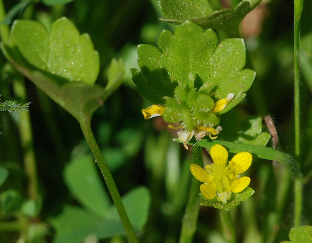 Image of spinyfruit buttercup