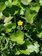 Image de Ranunculus muricatus L.