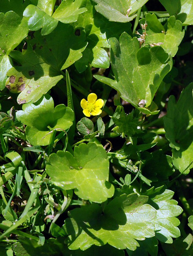 Image of spinyfruit buttercup