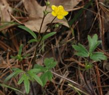 Imagem de Ranunculus occidentalis Nutt.