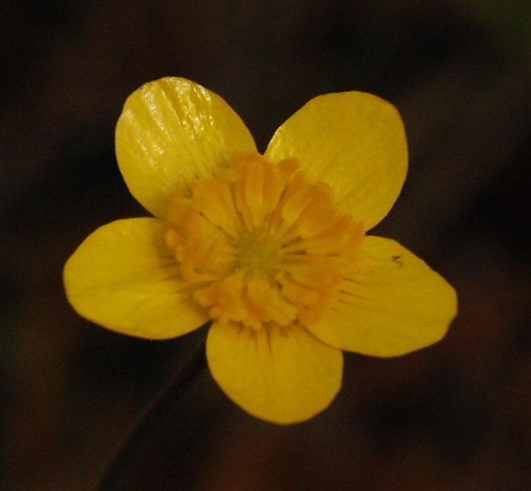 Imagem de Ranunculus occidentalis Nutt.