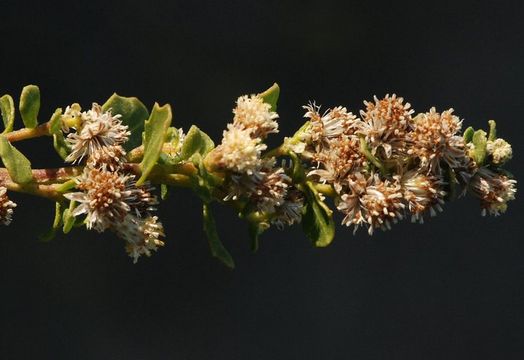 Image of Chaparral Broom