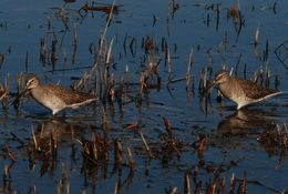 Image of Long-billed Dowitcher