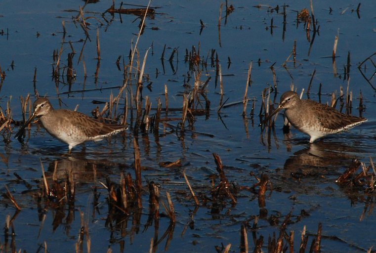 Image of Long-billed Dowitcher