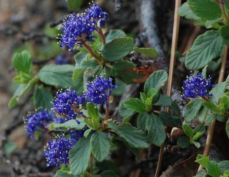 Sivun Ceanothus diversifolius Kellogg kuva