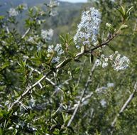 Plancia ëd <i>Ceanothus oliganthus</i> var. <i>sorediatus</i>