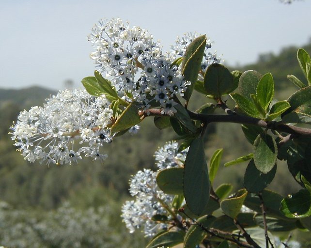 Plancia ëd <i>Ceanothus oliganthus</i> var. <i>sorediatus</i>