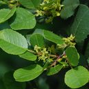 Image of <i>Rhamnus ilicifolia</i>