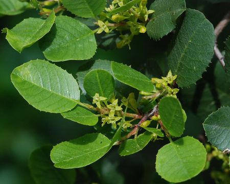 Image of <i>Rhamnus ilicifolia</i>