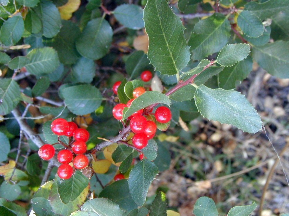 Image of <i>Rhamnus ilicifolia</i>