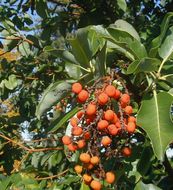 Image of Pacific madrone