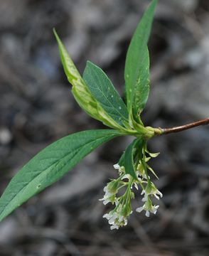 Sivun Oemleria cerasiformis (W. L Hooker & Arnott) Landon kuva