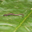 Image of Boreas Pigmy Salamander