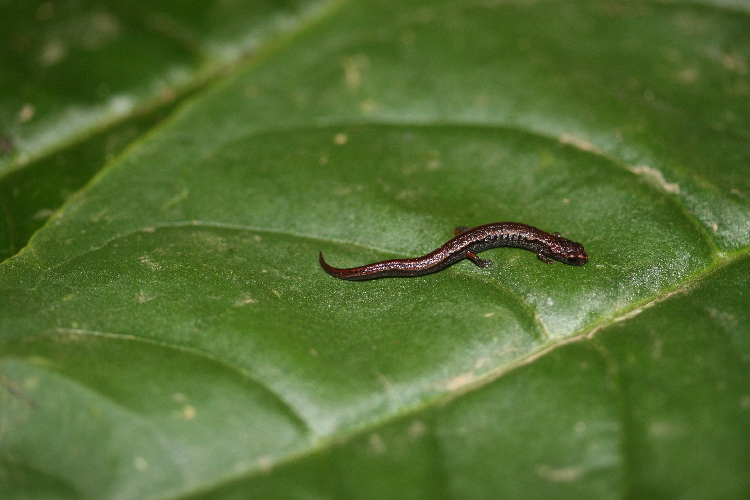 Image of MacDougal's Pygmy Salamander