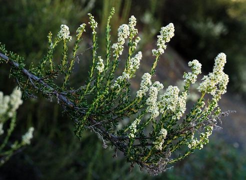 Imagem de Adenostoma fasciculatum Hook. & Arn.