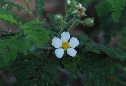 Imagem de Chamaebatia foliolosa Benth.