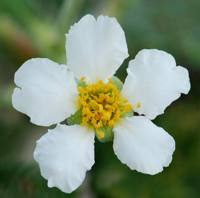 Imagem de Chamaebatia foliolosa Benth.