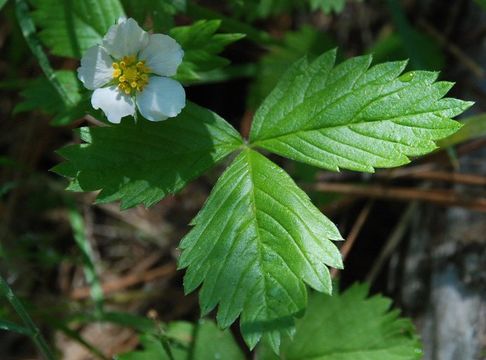 Image of woodland strawberry