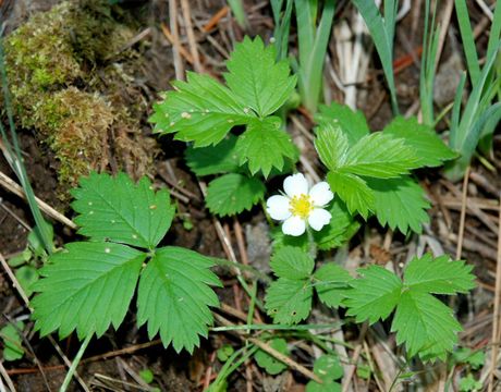 Image de Fraisier des bois