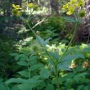 Image of <i>Geum macrophyllum</i> var. <i>perincisum</i>