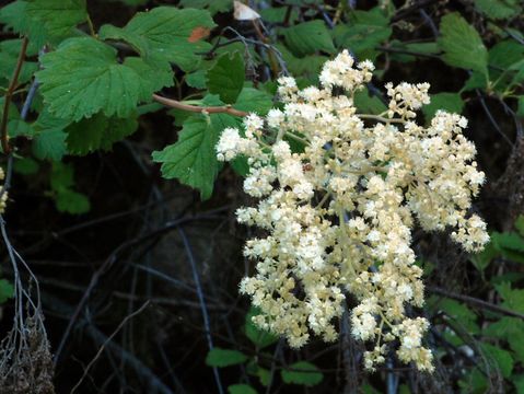 Holodiscus discolor (Pursh) Maxim. resmi