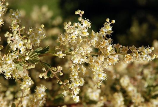 Image of oceanspray