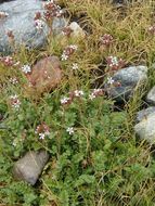 Image of smallflower horkelia