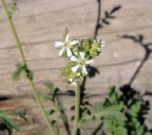 Image of smallflower horkelia