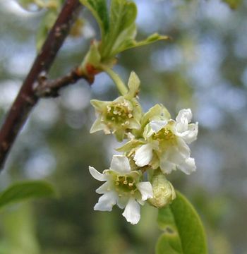 Imagem de Oemleria cerasiformis (W. L Hooker & Arnott) Landon