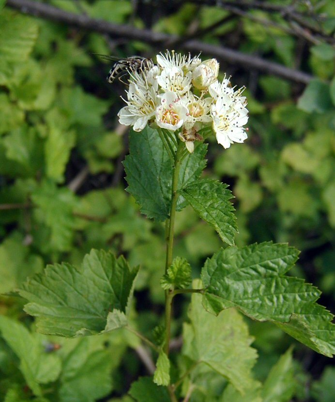 Image de Physocarpus capitatus (Pursh) Kuntze