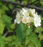 Plancia ëd Physocarpus capitatus (Pursh) Kuntze