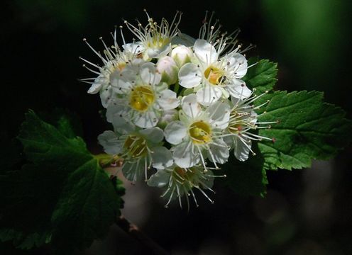 Plancia ëd Physocarpus capitatus (Pursh) Kuntze