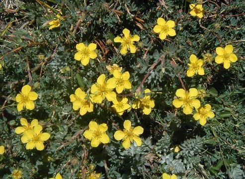 Image de Potentilla drummondii subsp. breweri (S. Wats.) B. Ertter