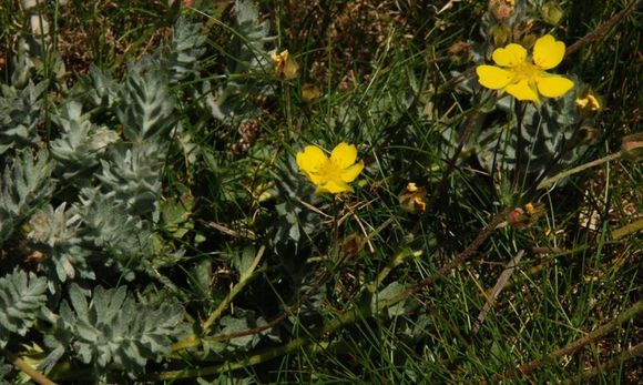 Image de Potentilla drummondii subsp. breweri (S. Wats.) B. Ertter