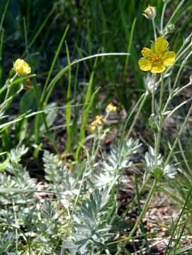 Image de Potentilla drummondii subsp. breweri (S. Wats.) B. Ertter