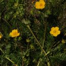 Image of Brewer's Cinquefoil