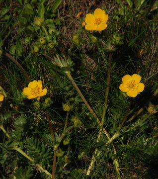 Image of Brewer's Cinquefoil