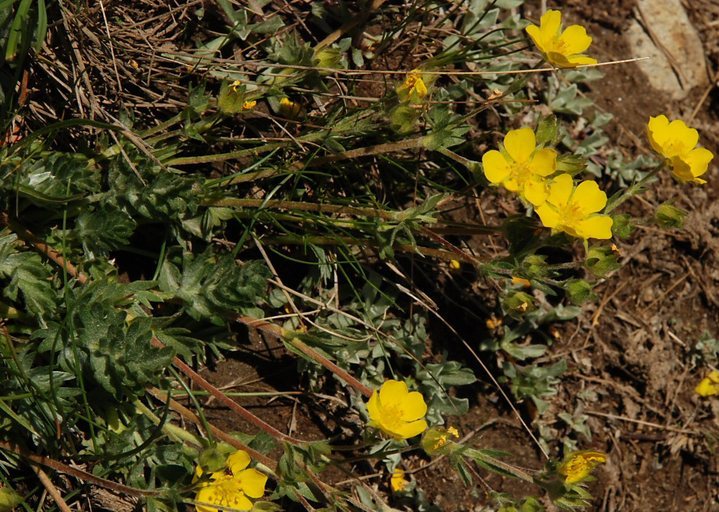 Image of Bruce's Cinquefoil