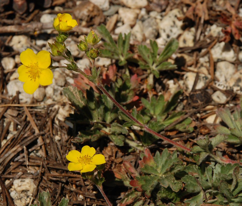 Слика од Potentilla drummondii subsp. bruceae (Rydb.) Keck