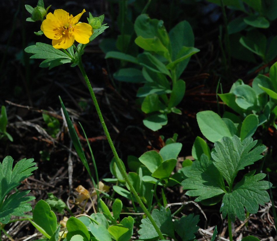 Image of high mountain cinquefoil