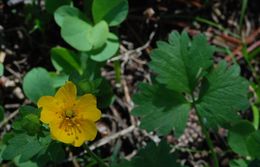 Image of high mountain cinquefoil