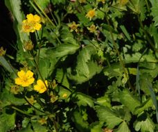 Image of high mountain cinquefoil