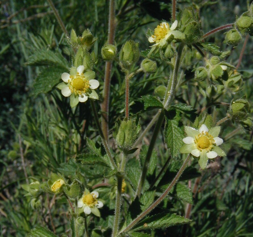 Image of <i>Drymocallis <i>glandulosa</i></i> var. glandulosa