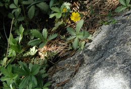 Image of slender cinquefoil