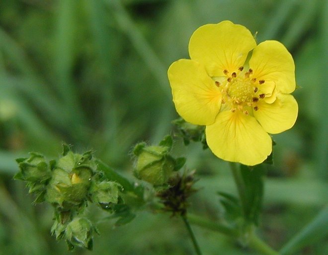 Image of slender cinquefoil