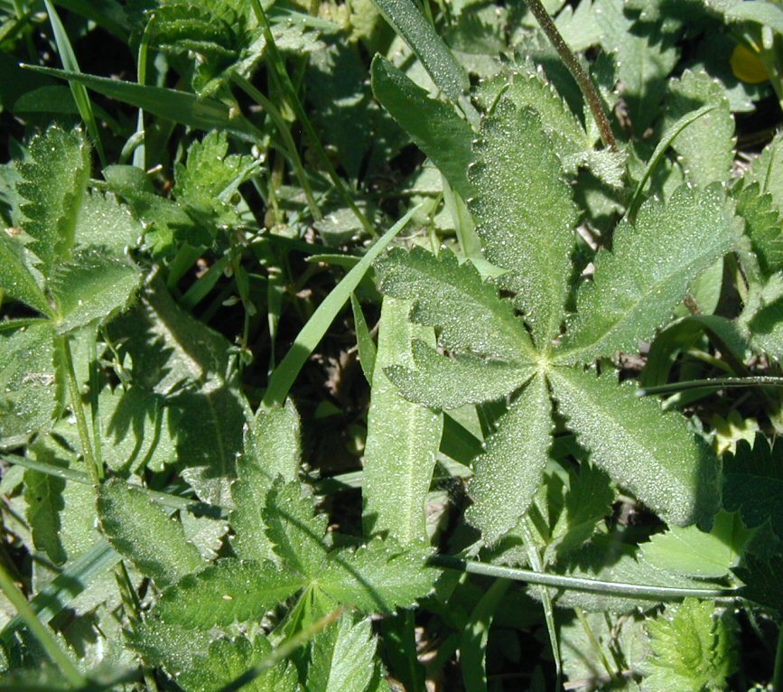 Image of slender cinquefoil