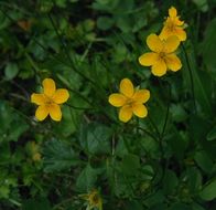 Image of high mountain cinquefoil