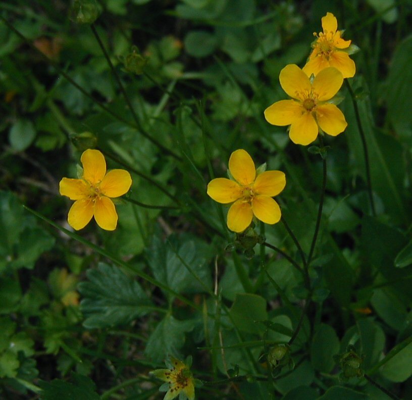 Image of high mountain cinquefoil